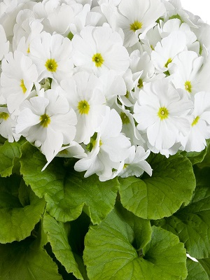 PRIMULA obconica TouchMe White